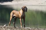 DOGUE ALLEMAND 142